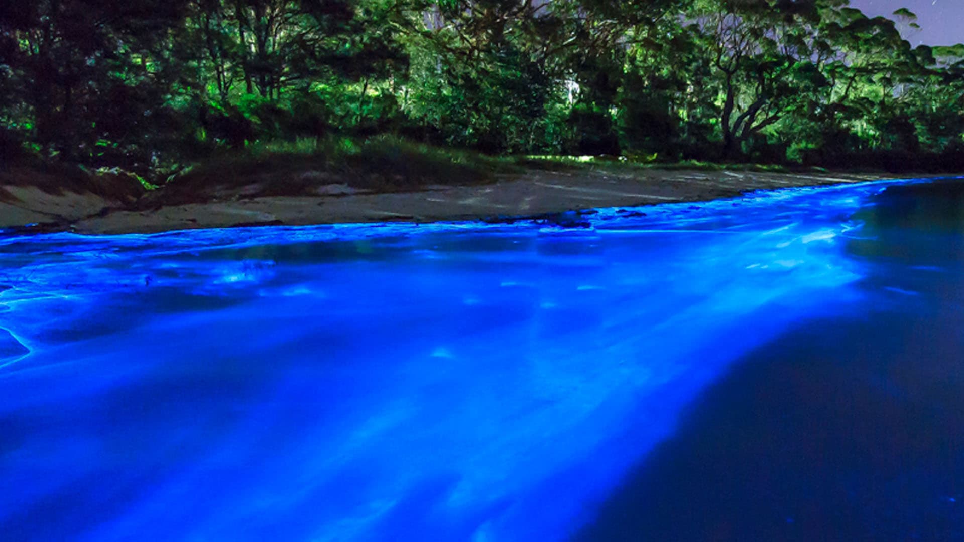 Bioluminiscencia en la Laguna de Manialtepec: un espectáculo natural en Oaxaca